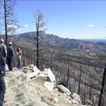 View of HPCC burn, the view looks downhill upon a forest of matchstick trees